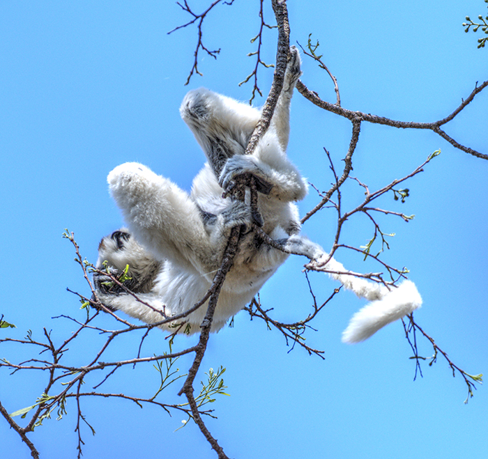 Verreaux sifaka eating upside down